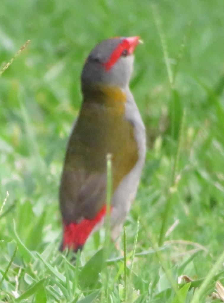 Red-Browed Finch