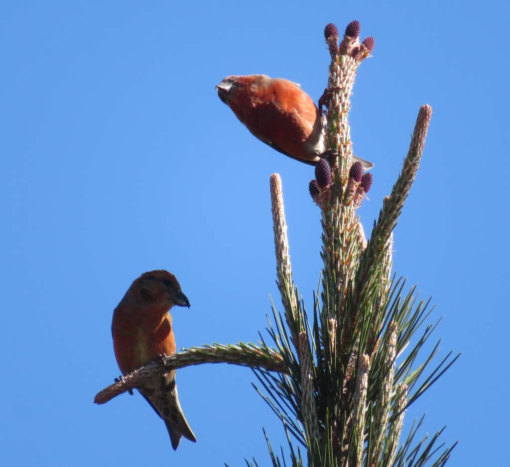 Red Crossbill