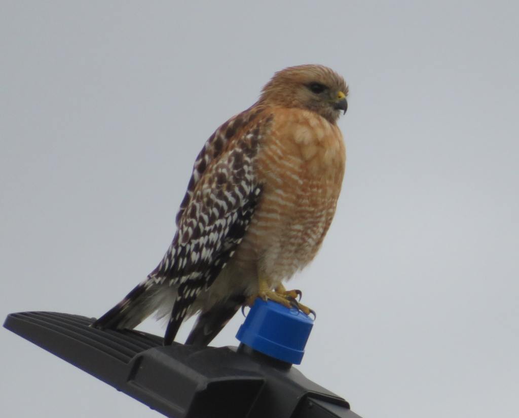 Red-Shouldered Hawk