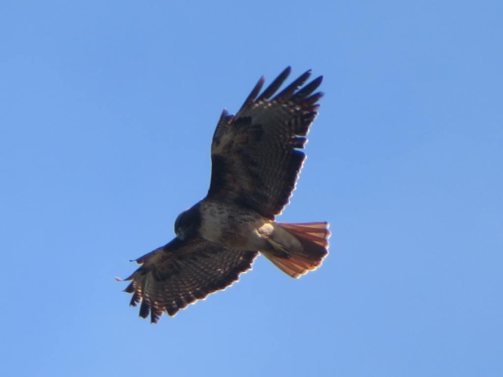 Red-Tailed Hawk