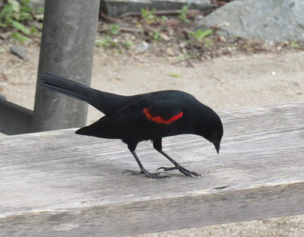 Red-Winged Blackbird