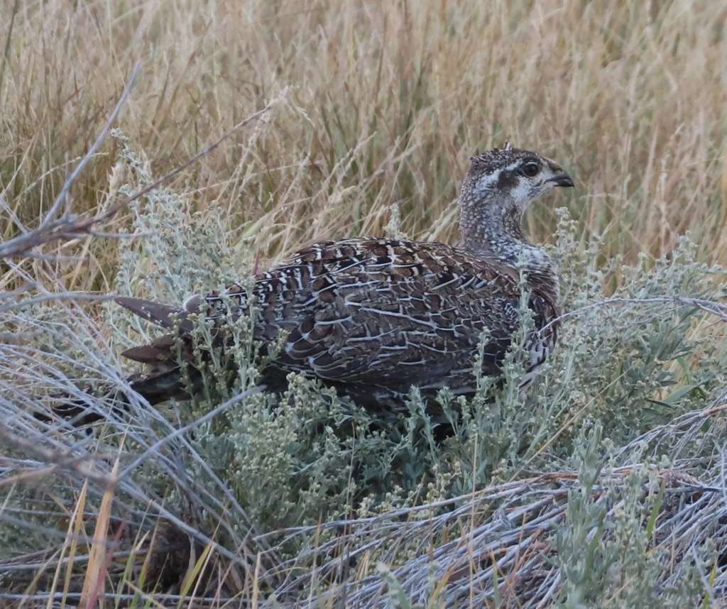 Sage Grouse
