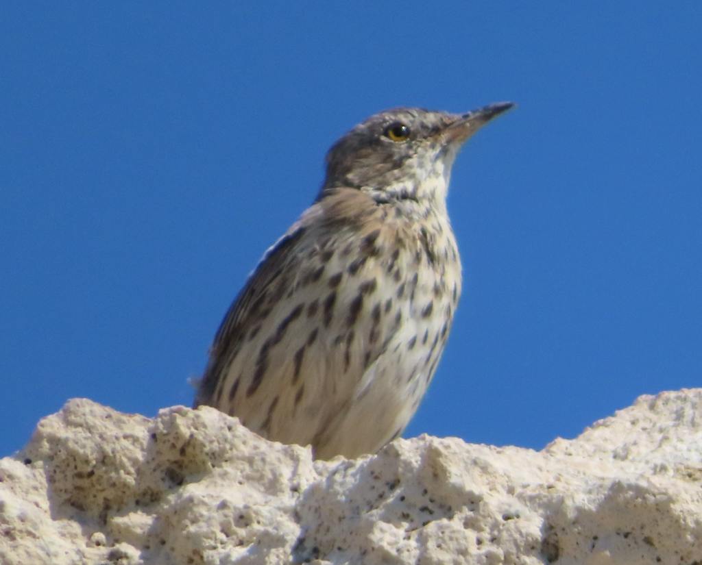 Sage Thrasher