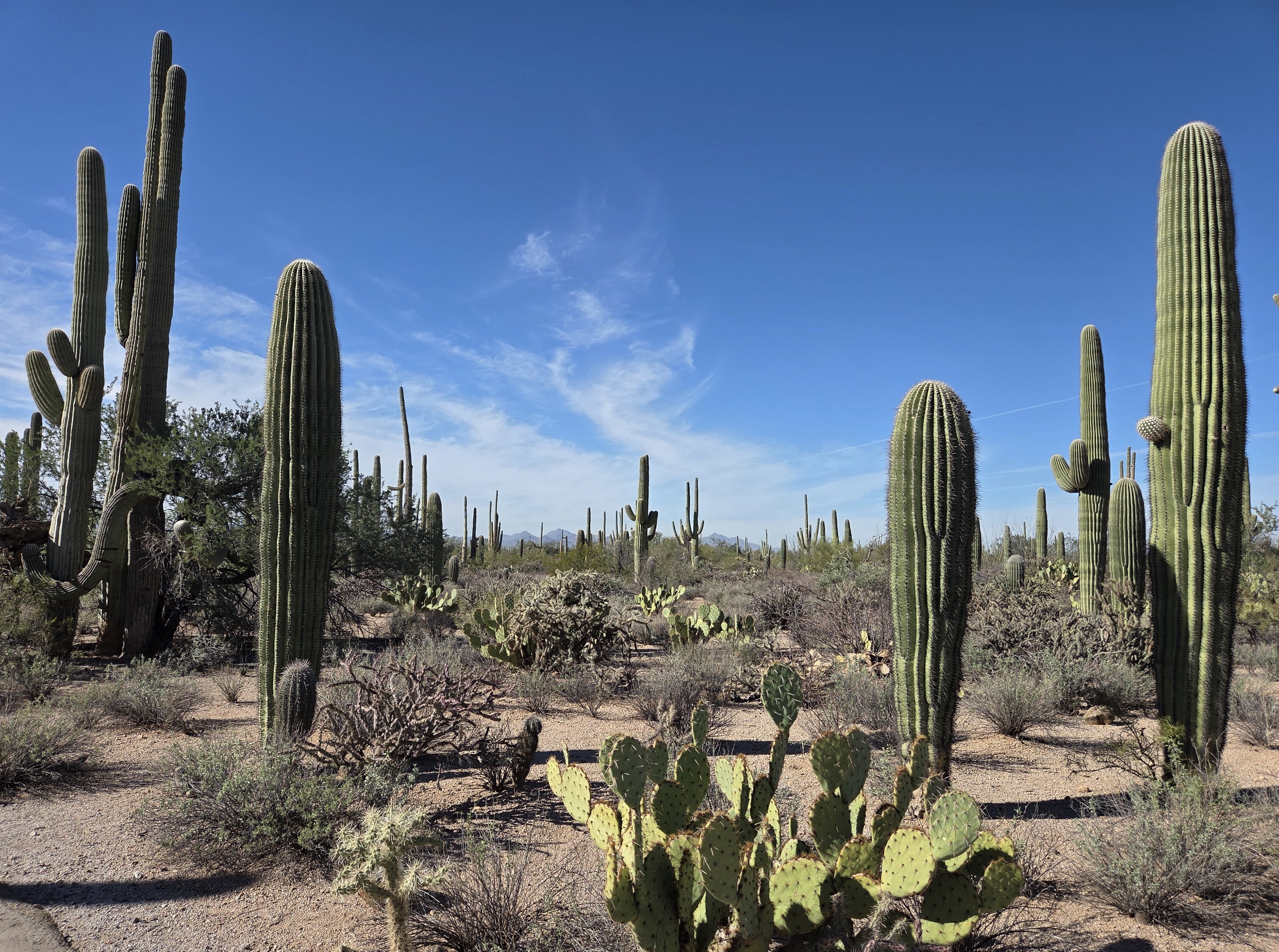 Cactus Garden near visitor center