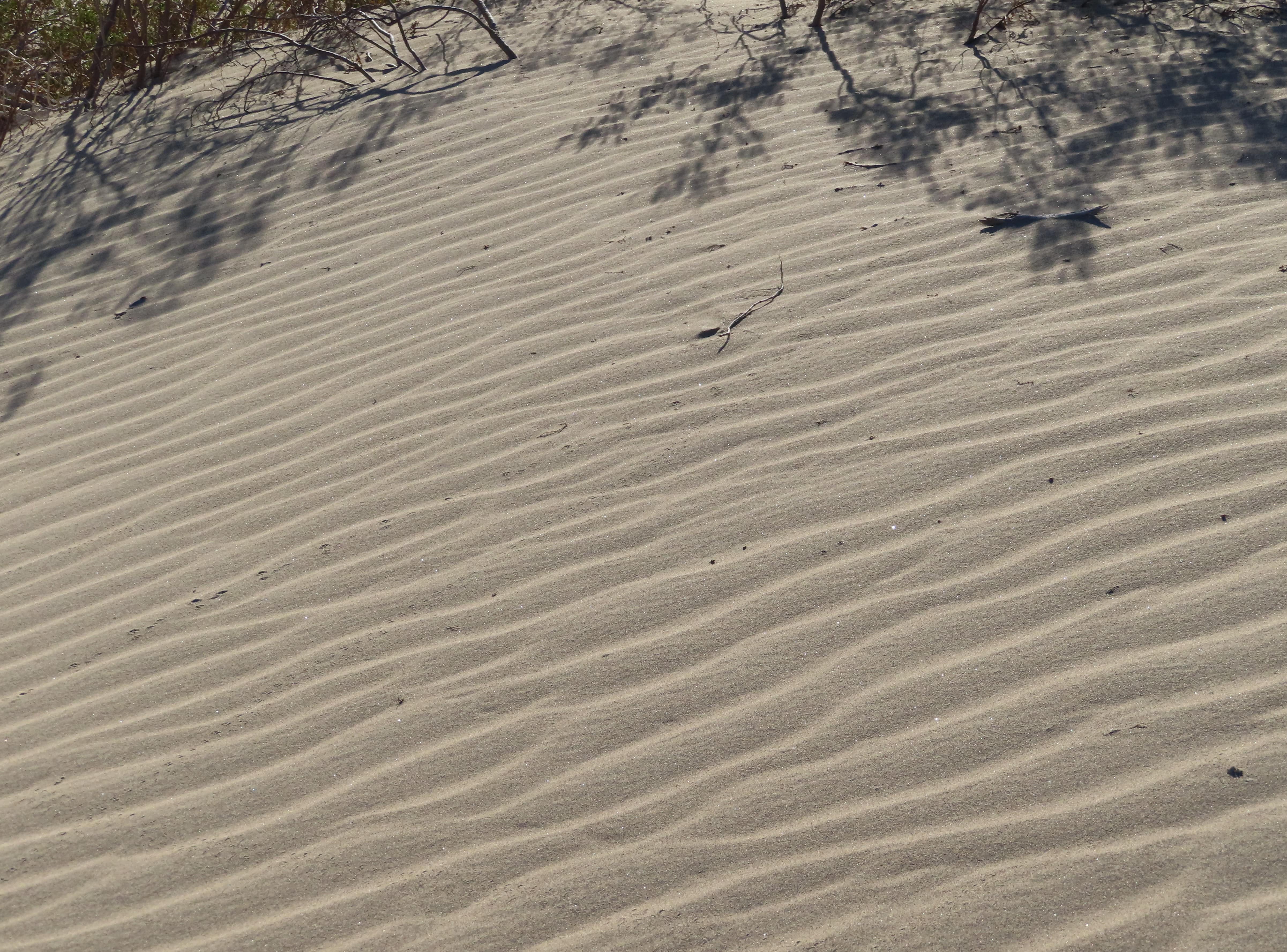 Sand Ripples
