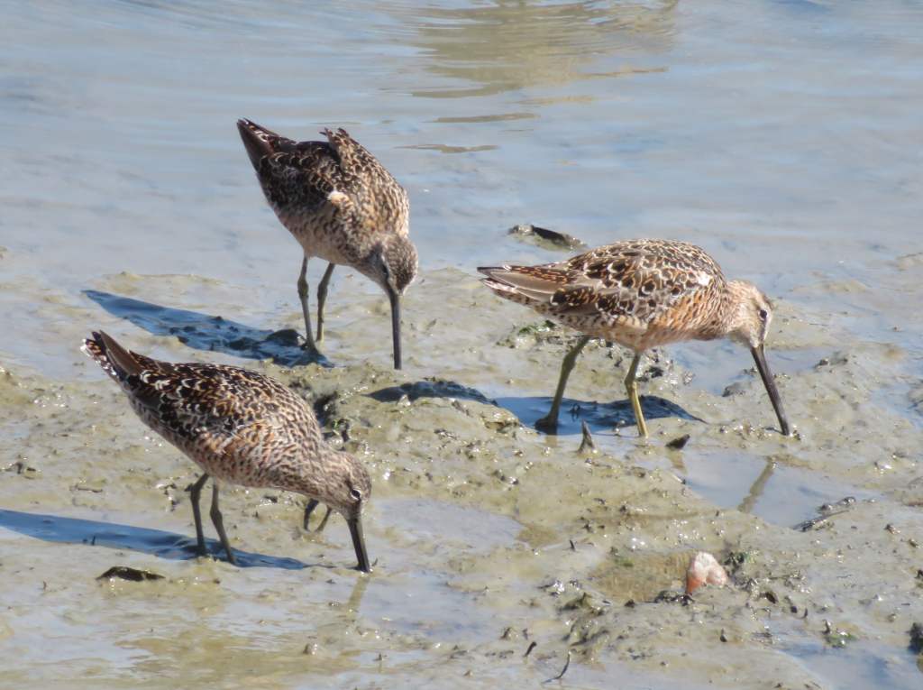 Sandpipers