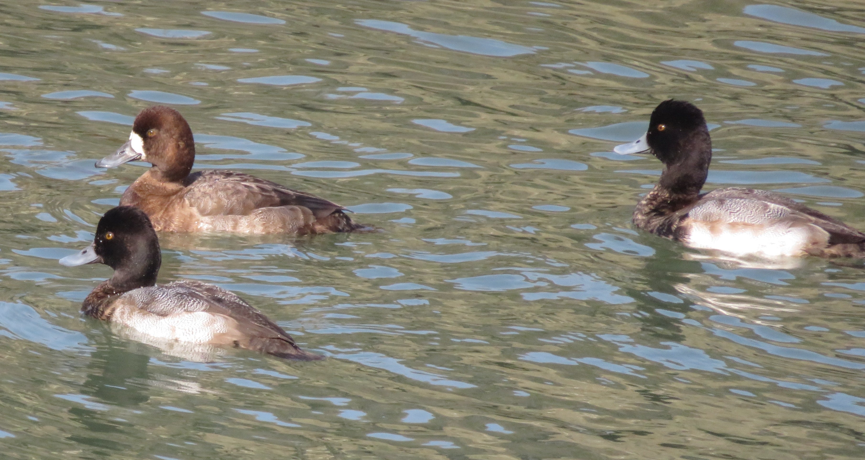 Scaup