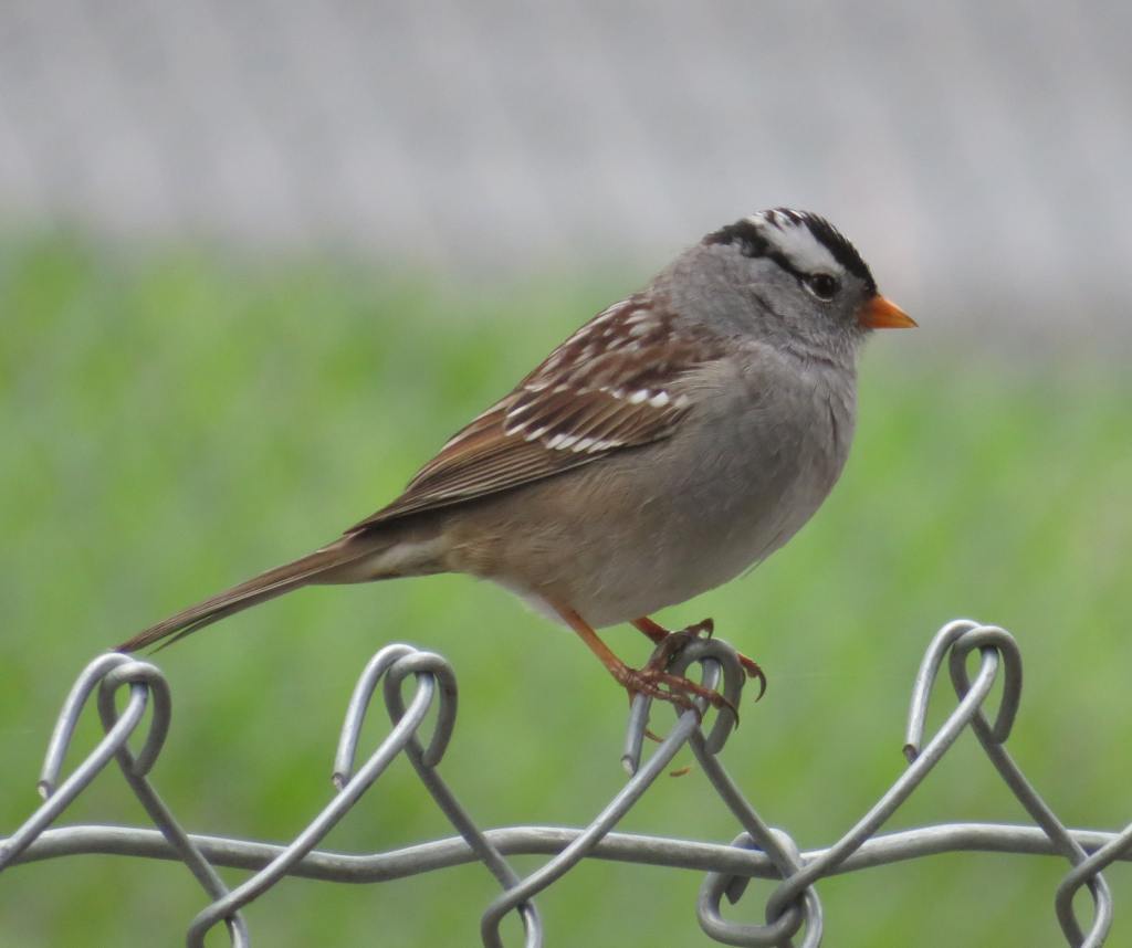 Sparrow
