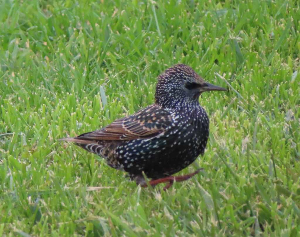 Starling