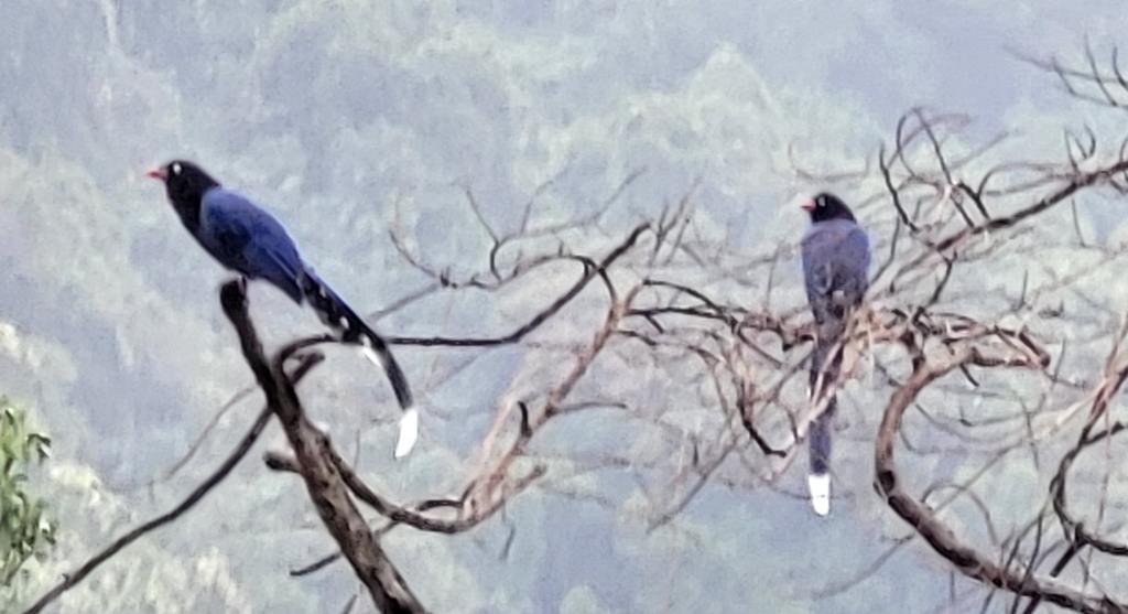Taiwan Blue Magpie