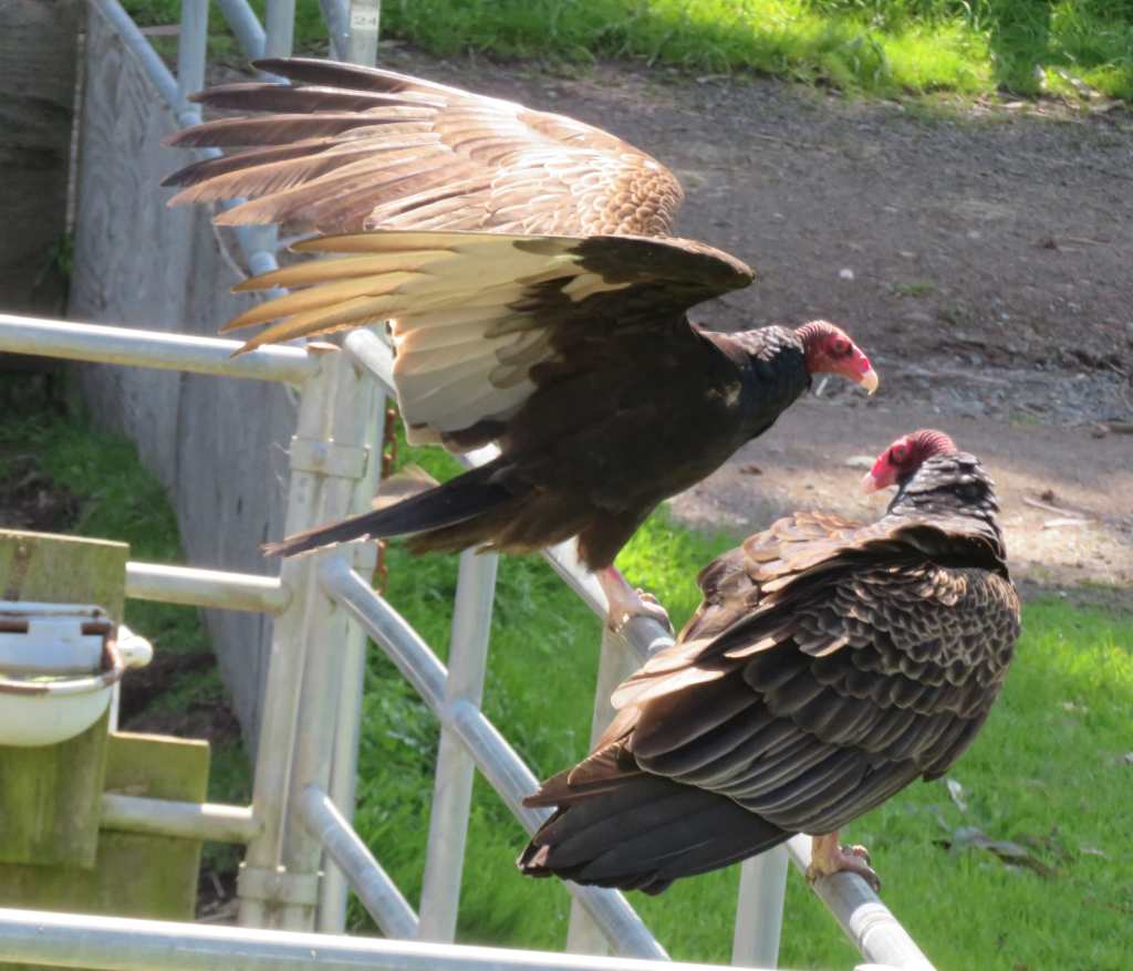 Turkey Vulture