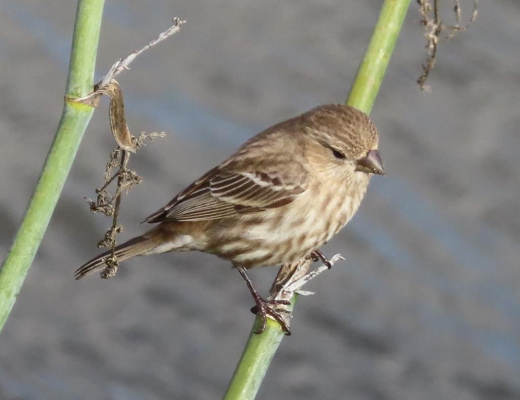 House Finch