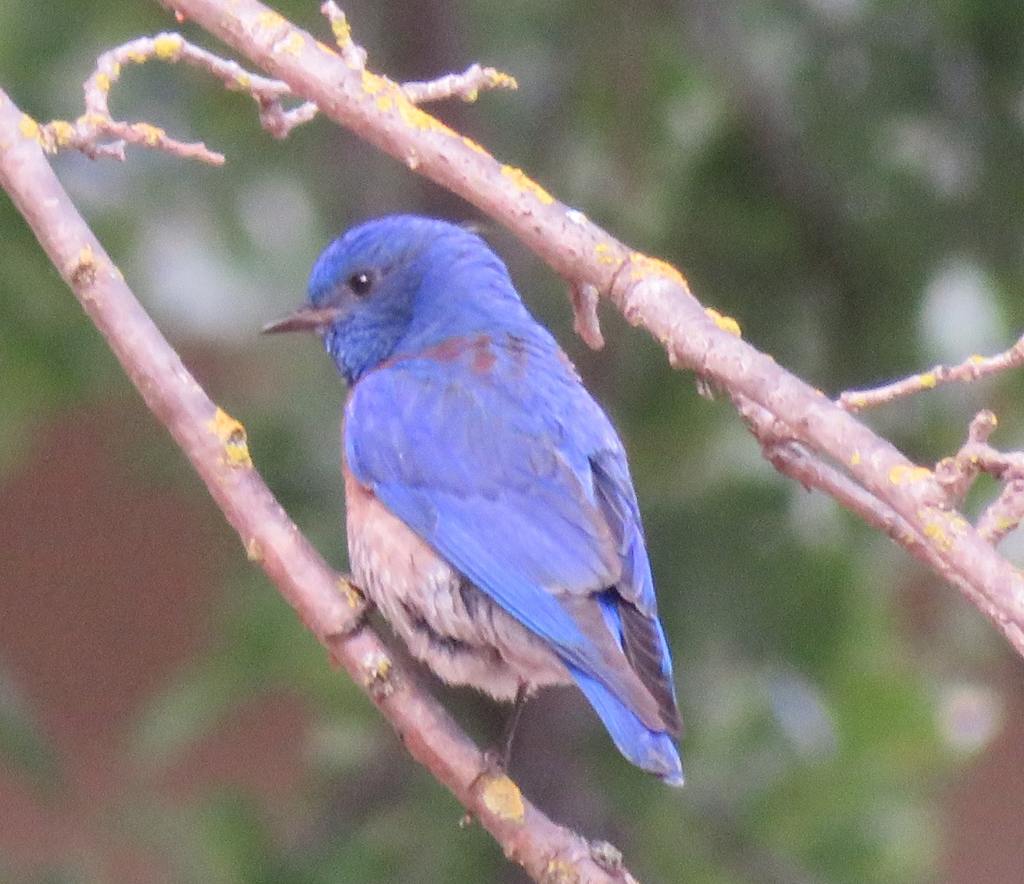 Western Bluebird