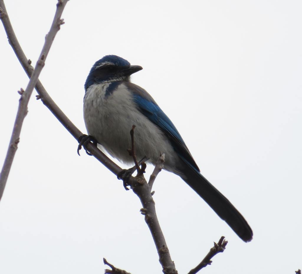 Western Scrub-Jay