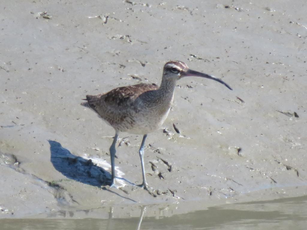 Whimbrel