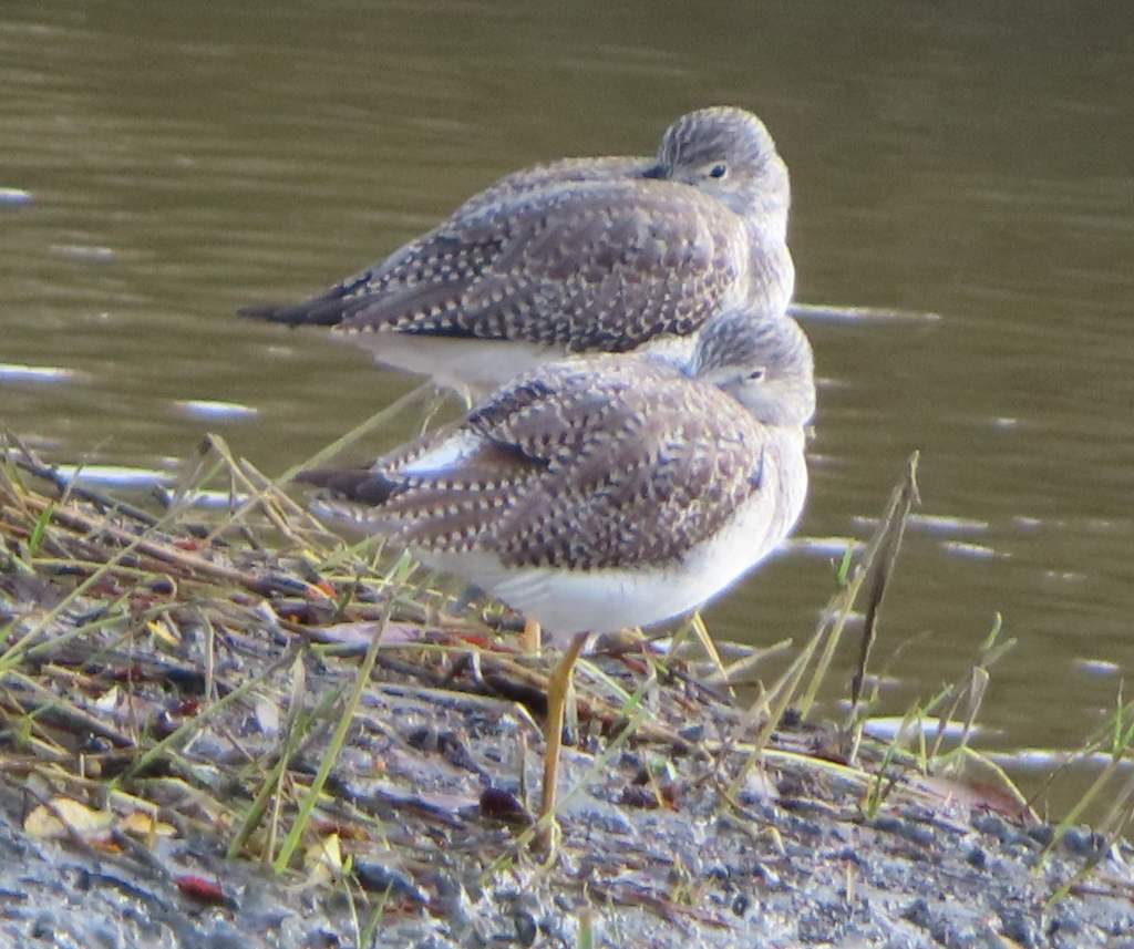 Yellowlegs