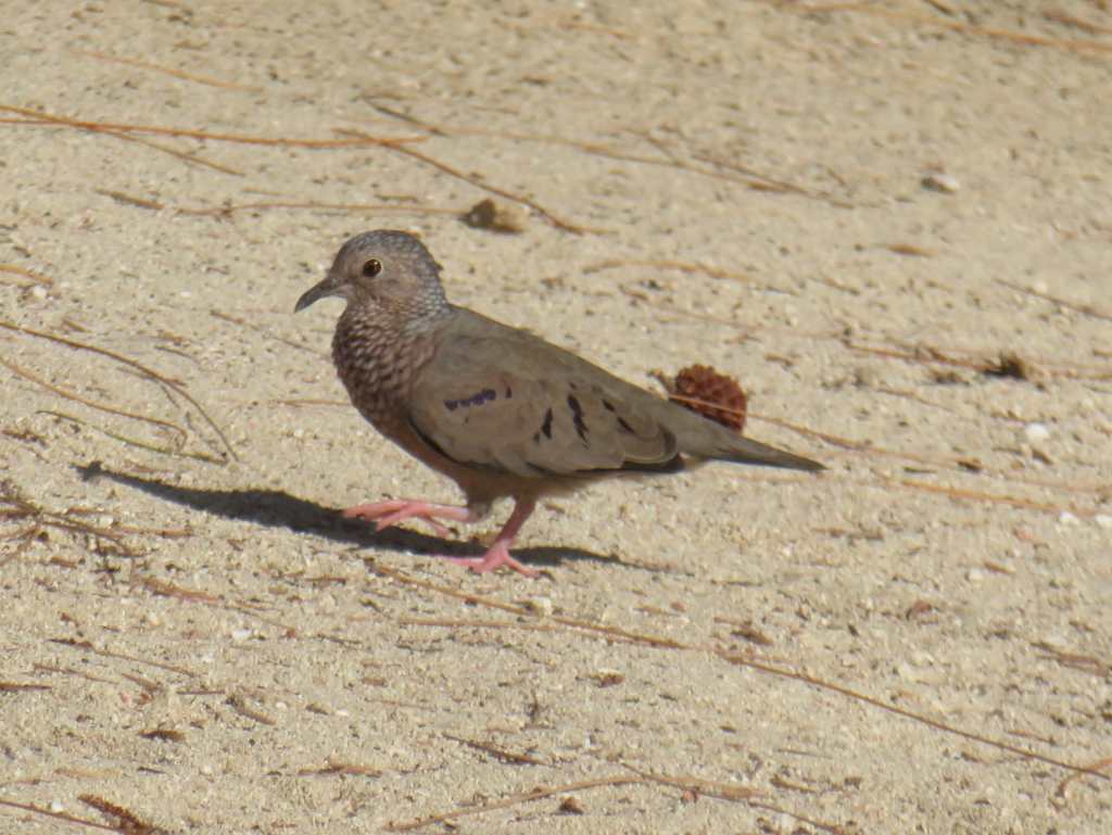 Common Ground Dove