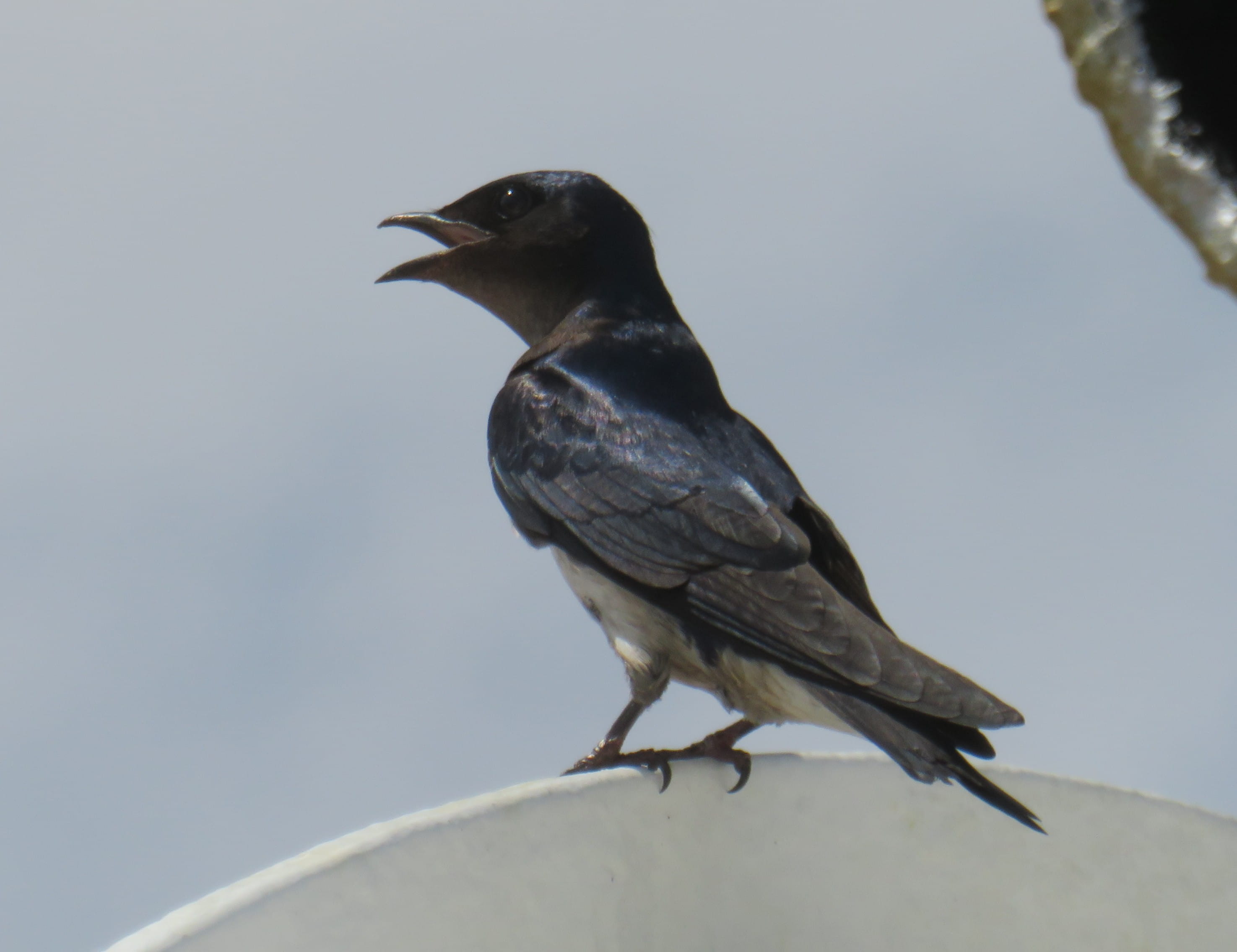 Black-Collared Swallow