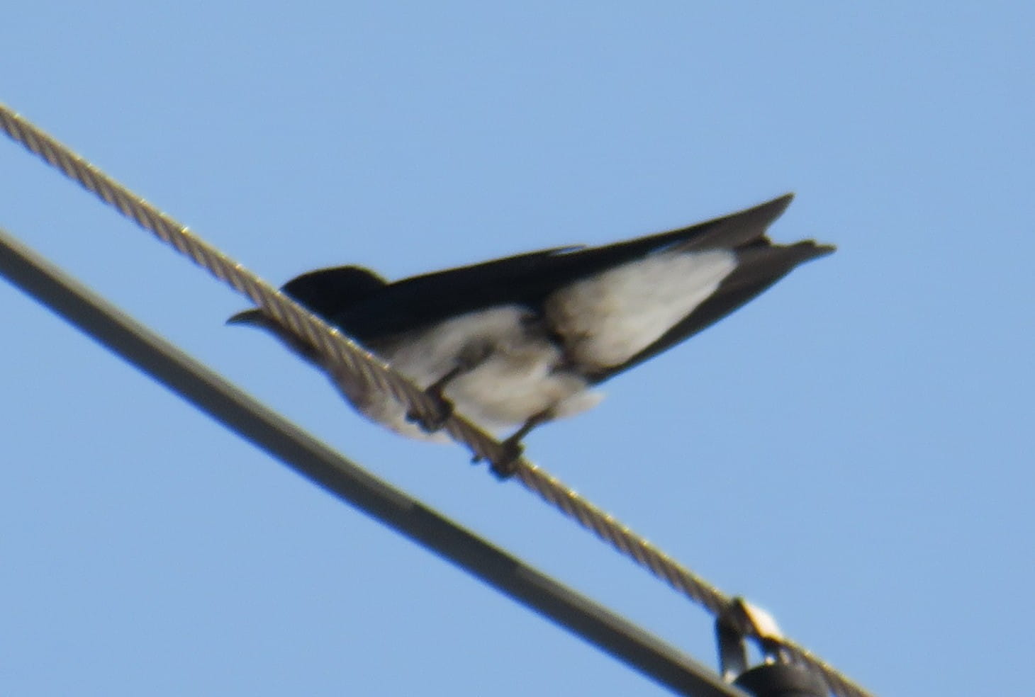 Black-Collared Swallow