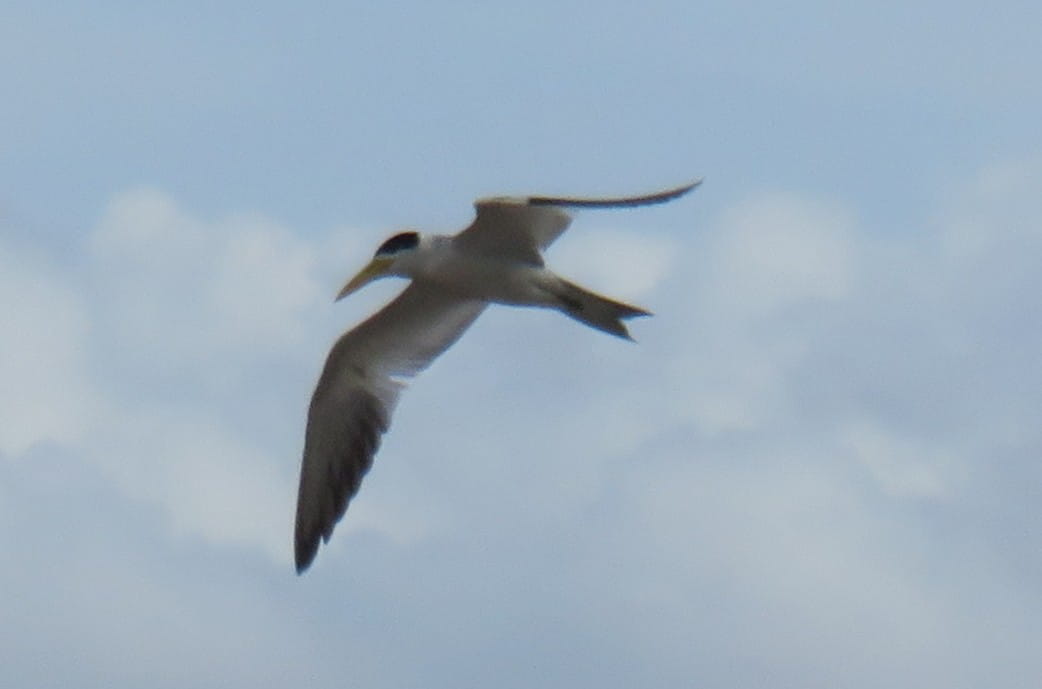Yellow-Billed Tern