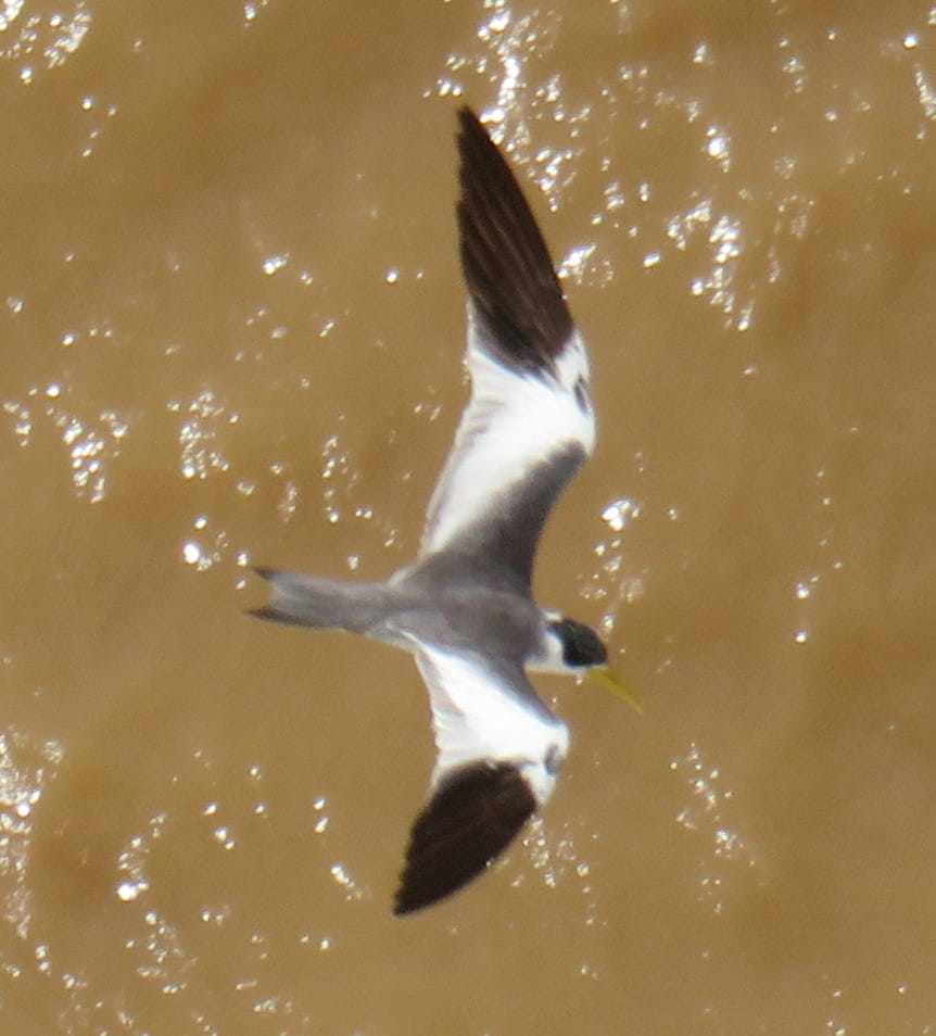Yellow-Billed Tern
