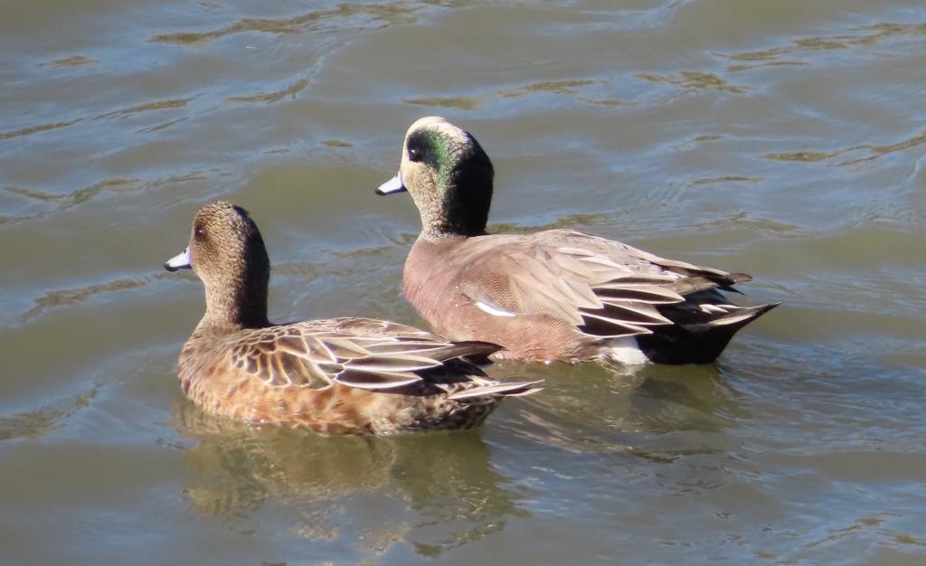 American Wigeons