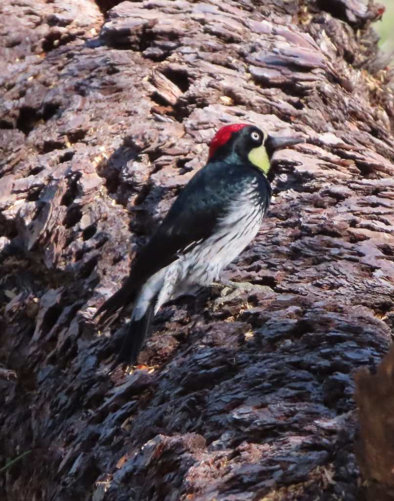 Acorn Woodpecker