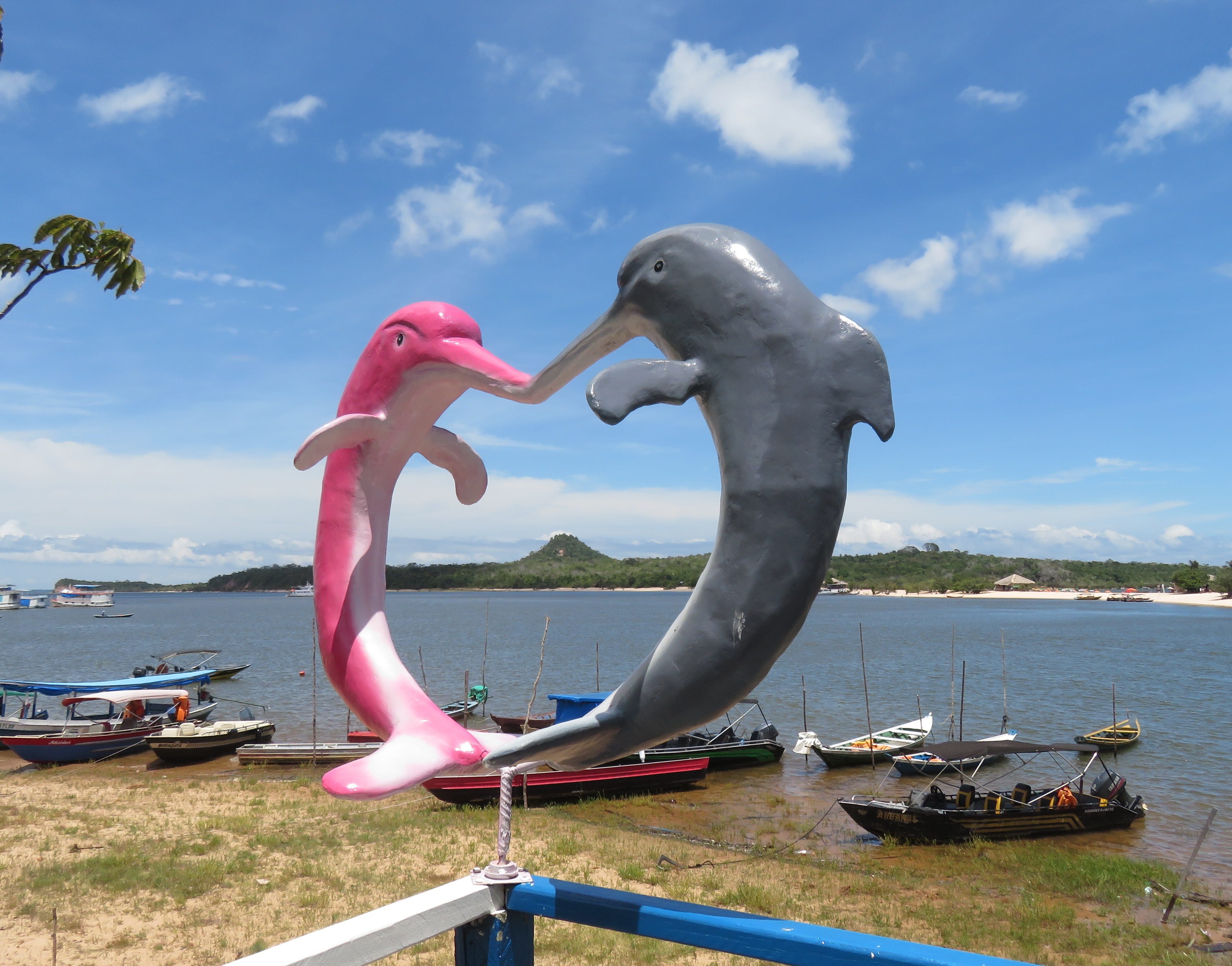 Two Dolphins at Alter do Chao