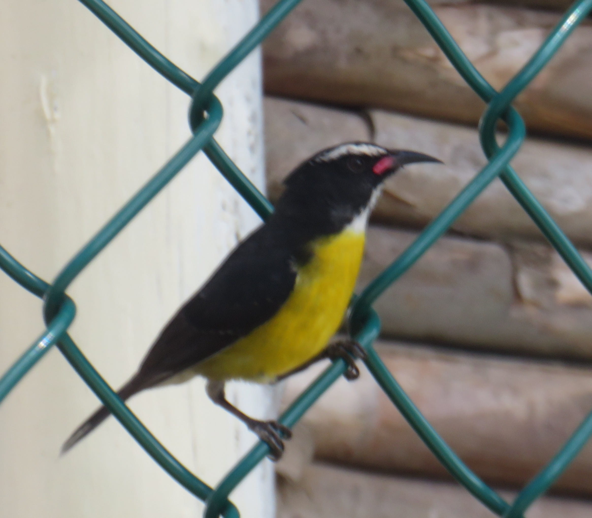 Bananaquit