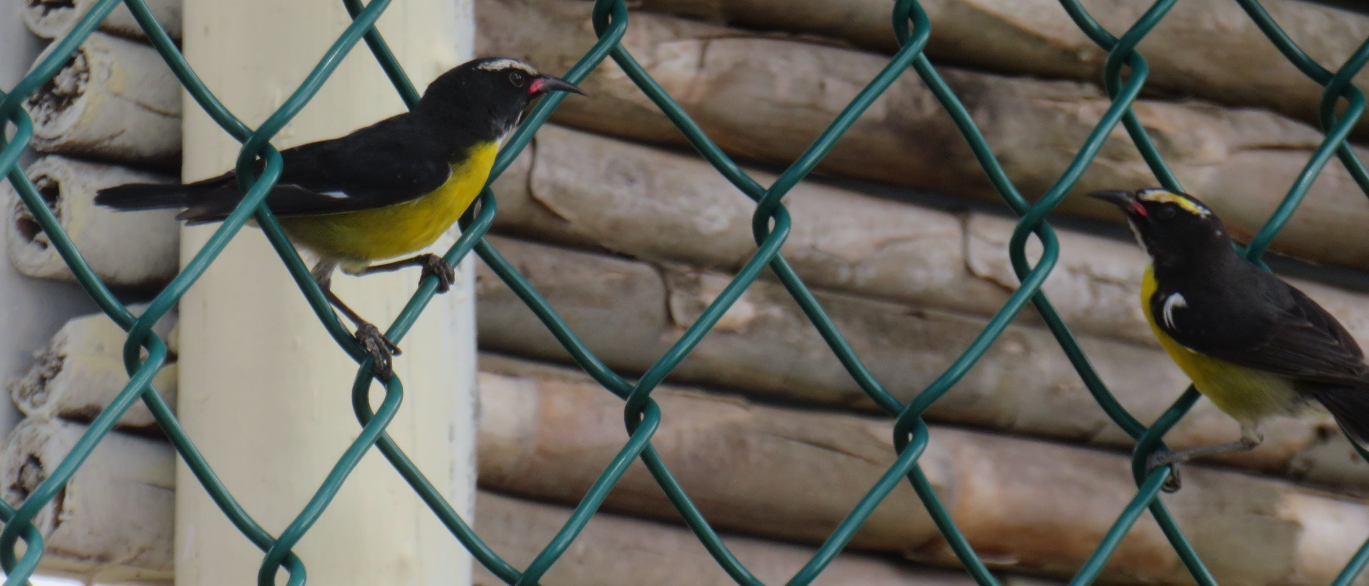 Bananaquits
