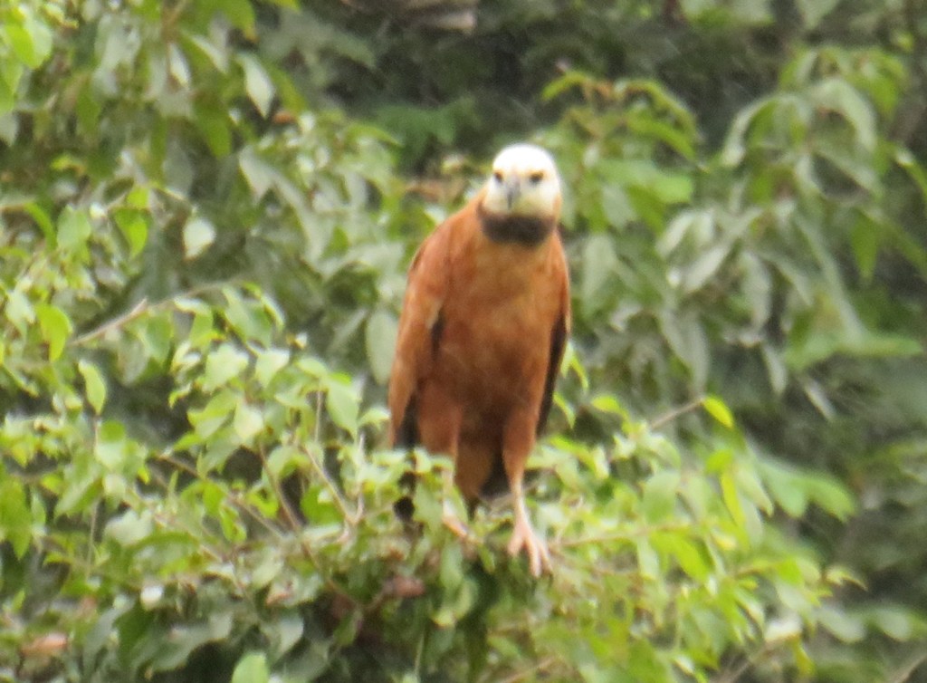Black-Collared Hawk