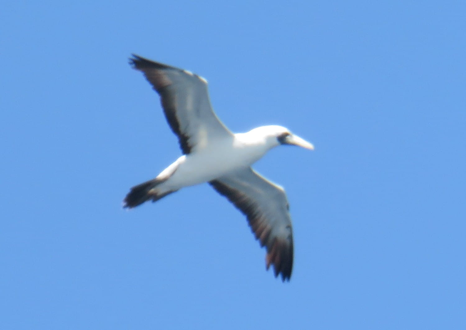 Masked Booby