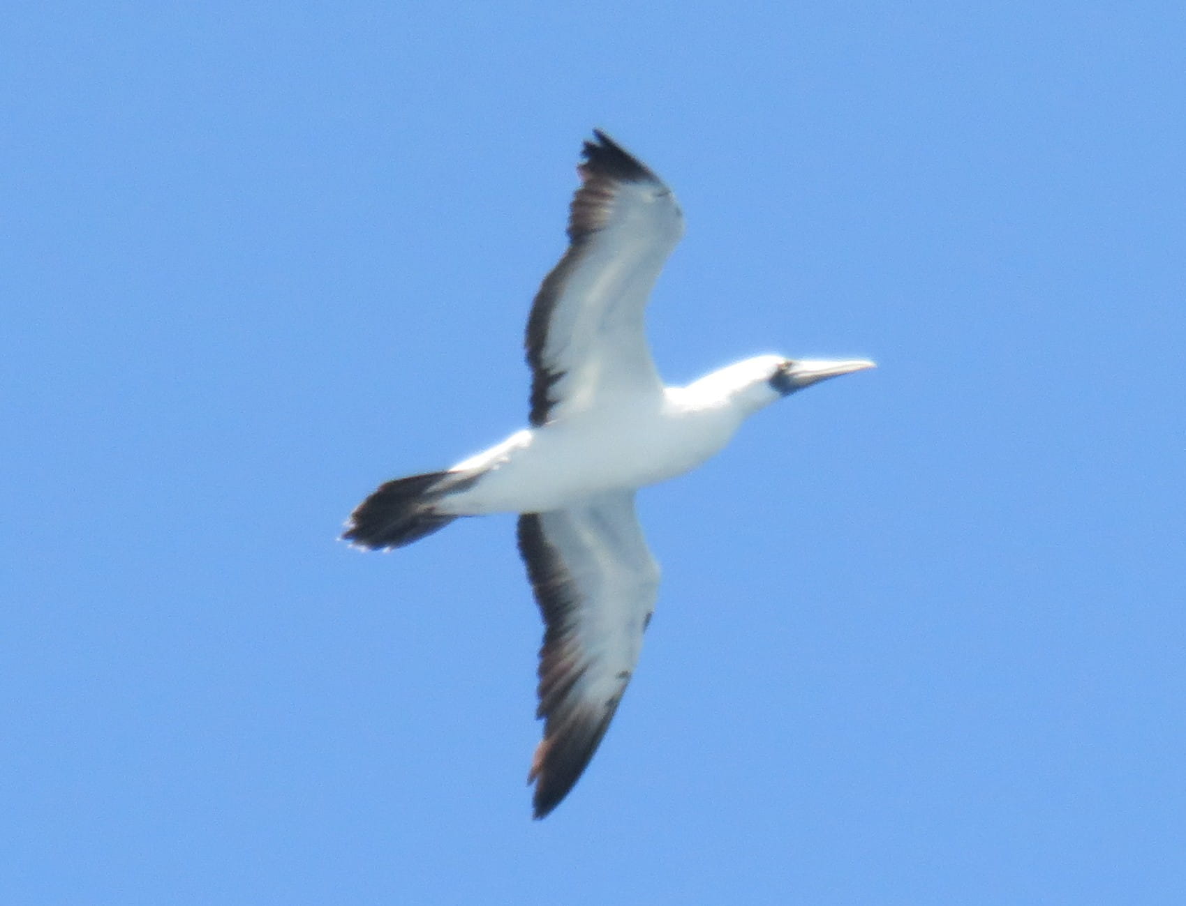 Masked Booby
