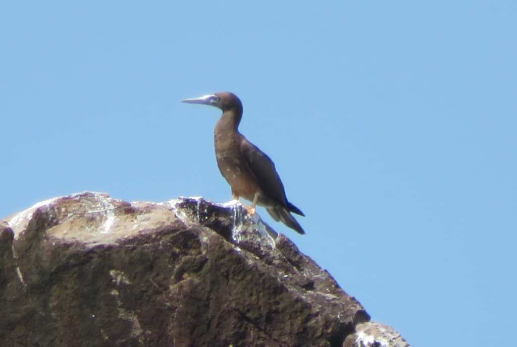 Brown Booby