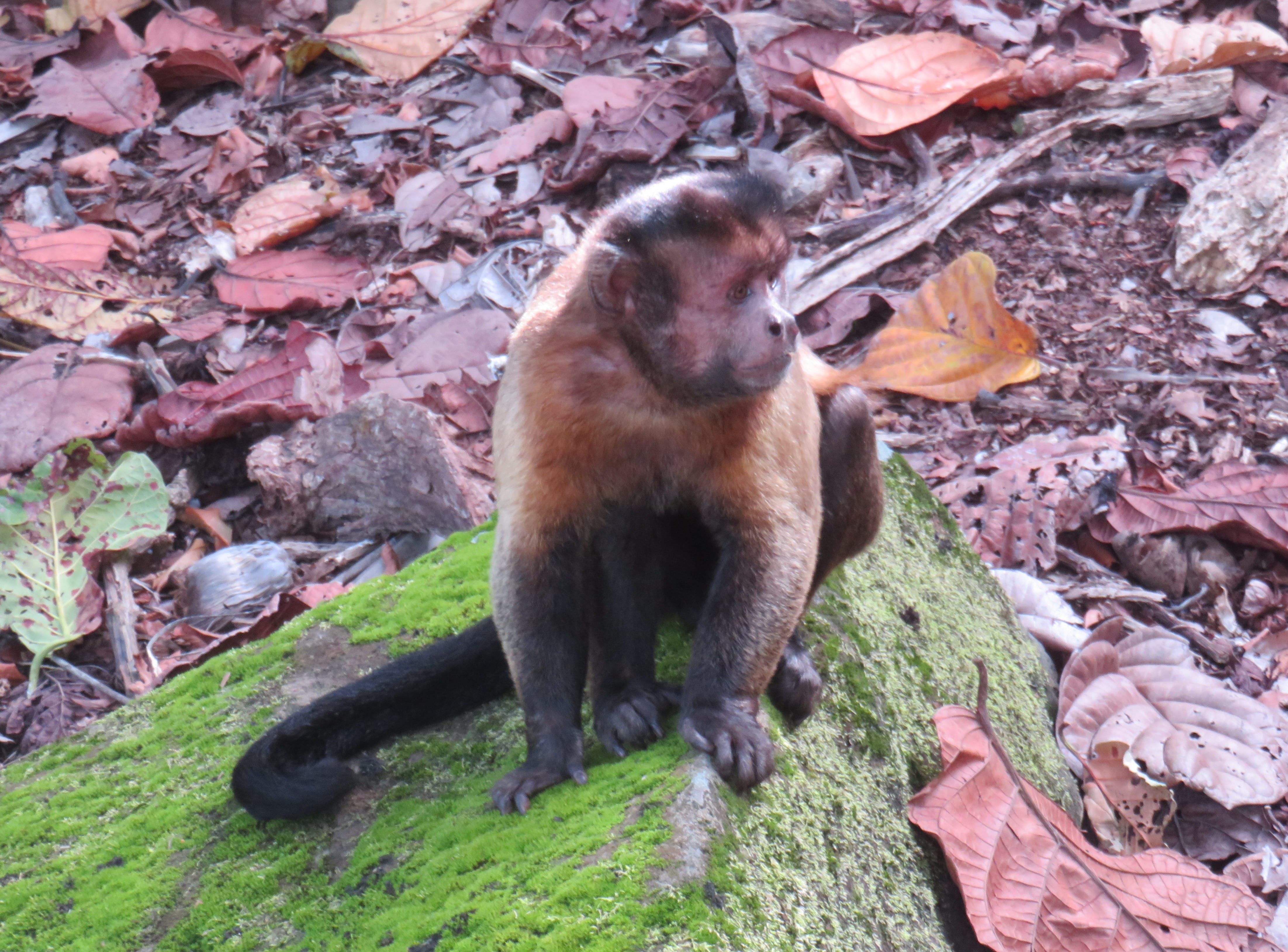 Brown Capuchin Monkey