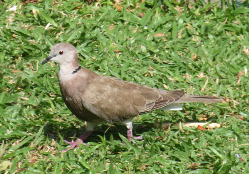 Eurasian Collared-Dove