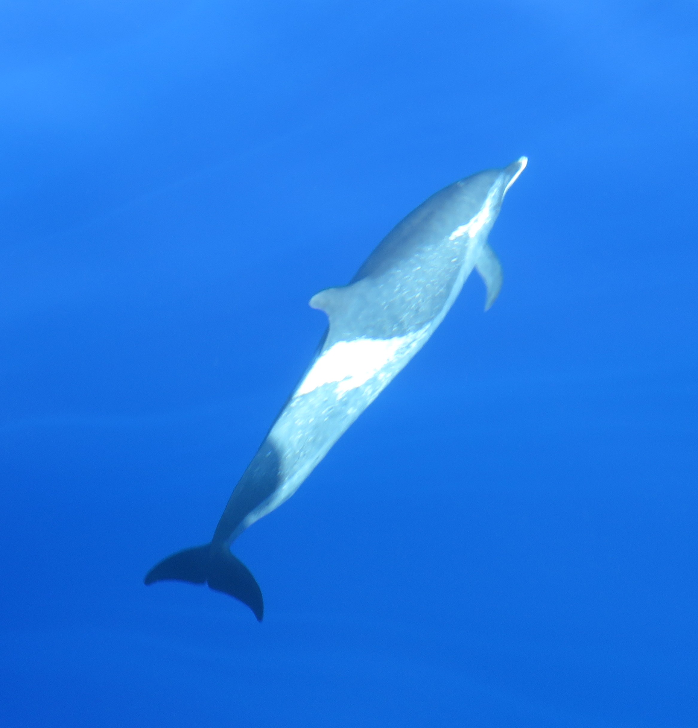 Dolphin in front of our boat