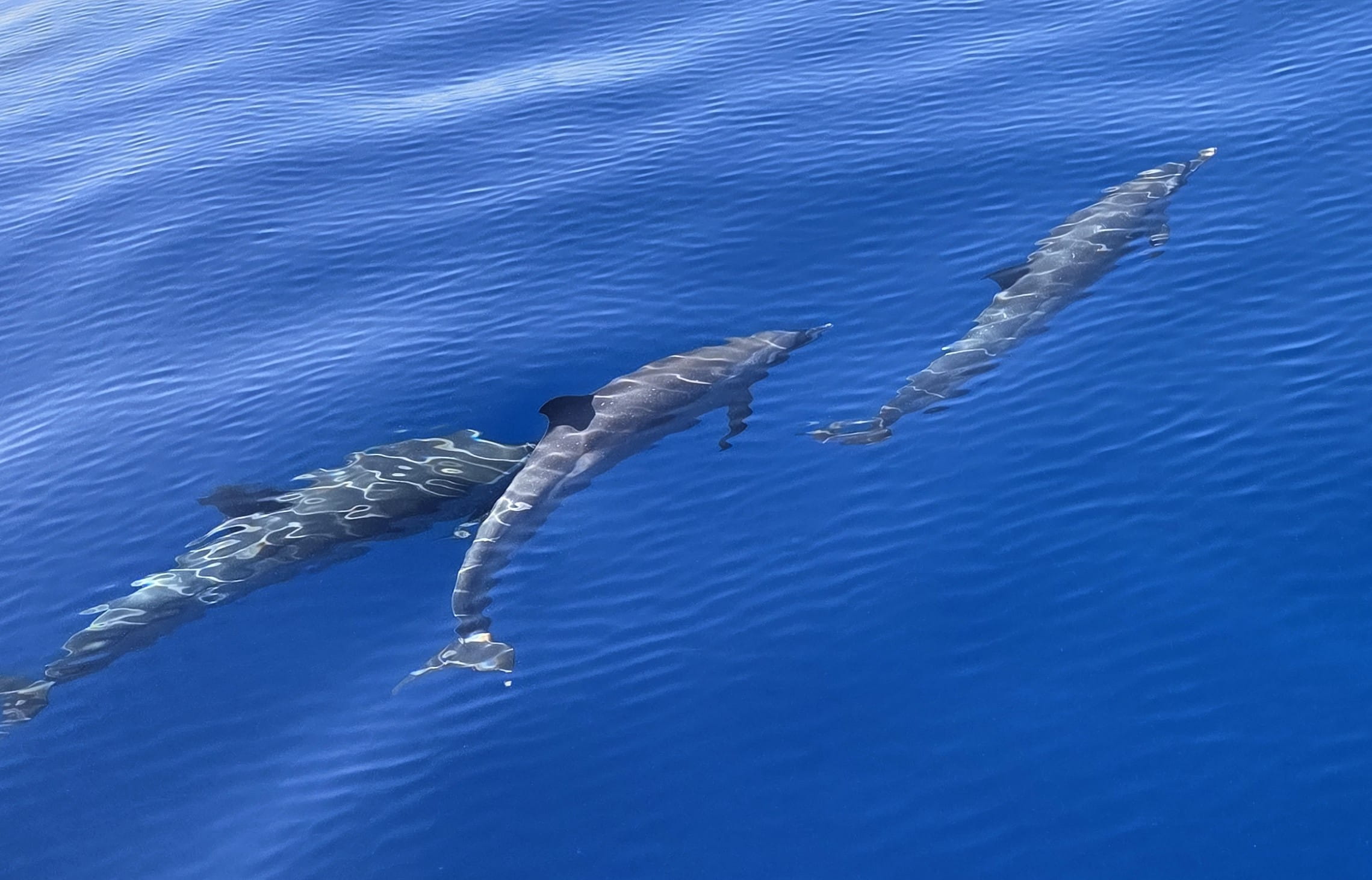 Three dolphins in front of our boat