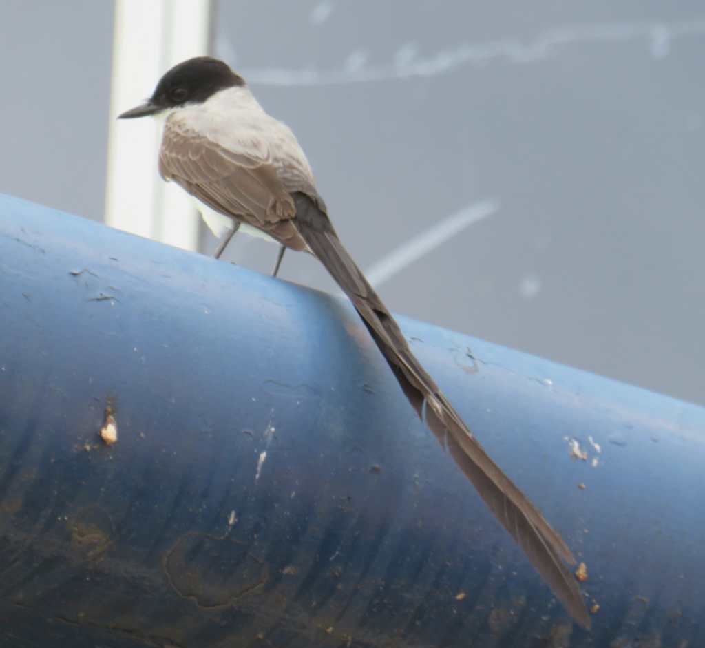 Fork-Tailed Flycatcher