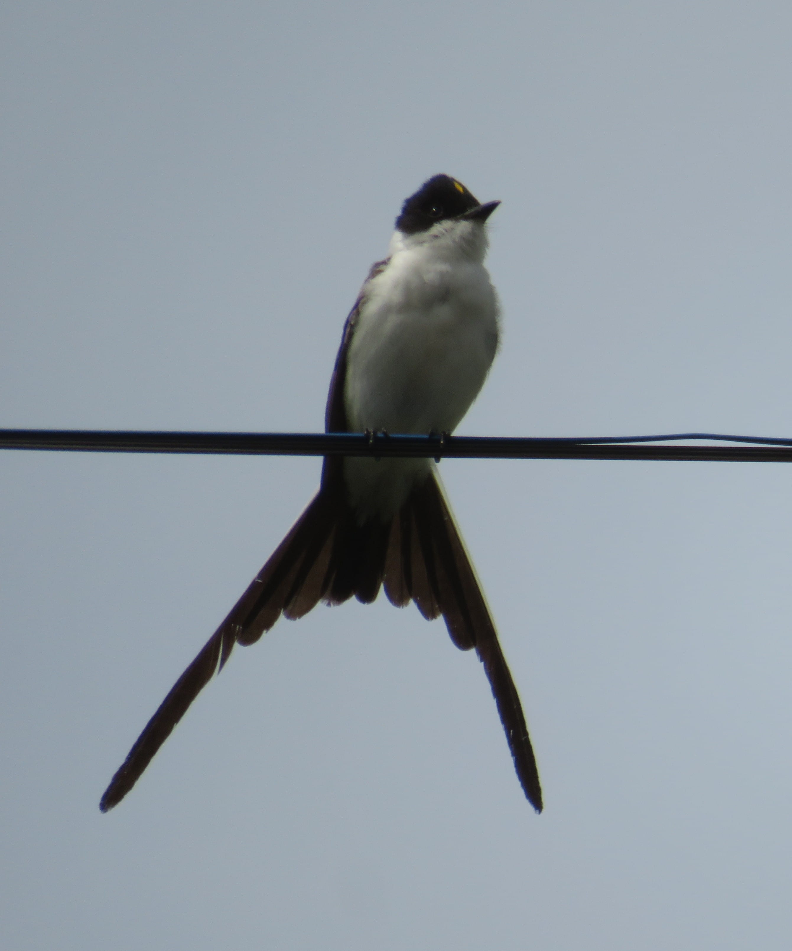 Fork-Tailed Flycatcher