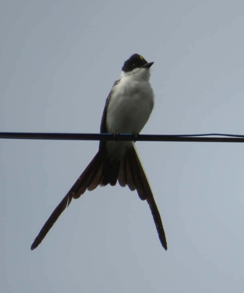 Fork-Tailed Flycatcher