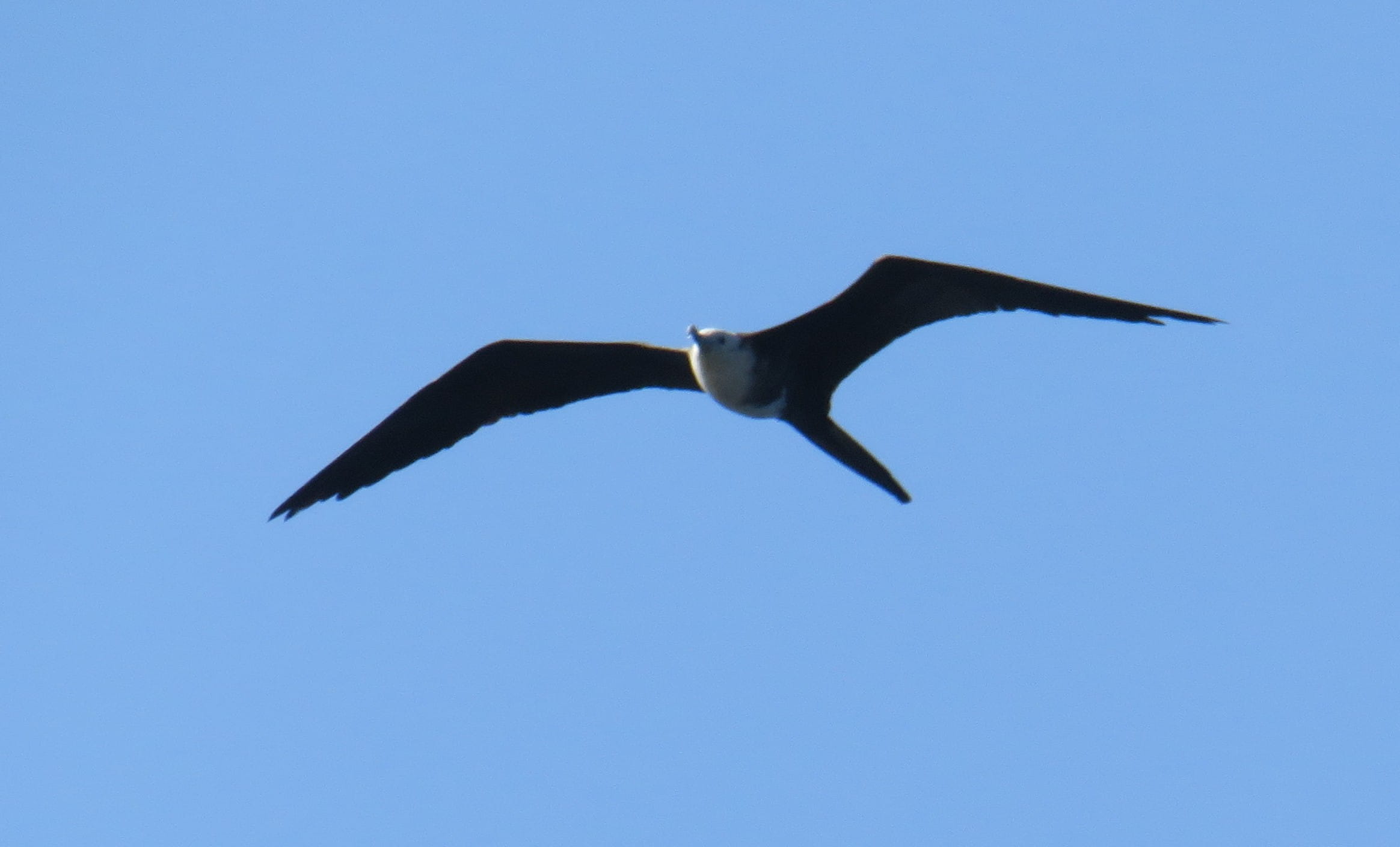 Frigatebird