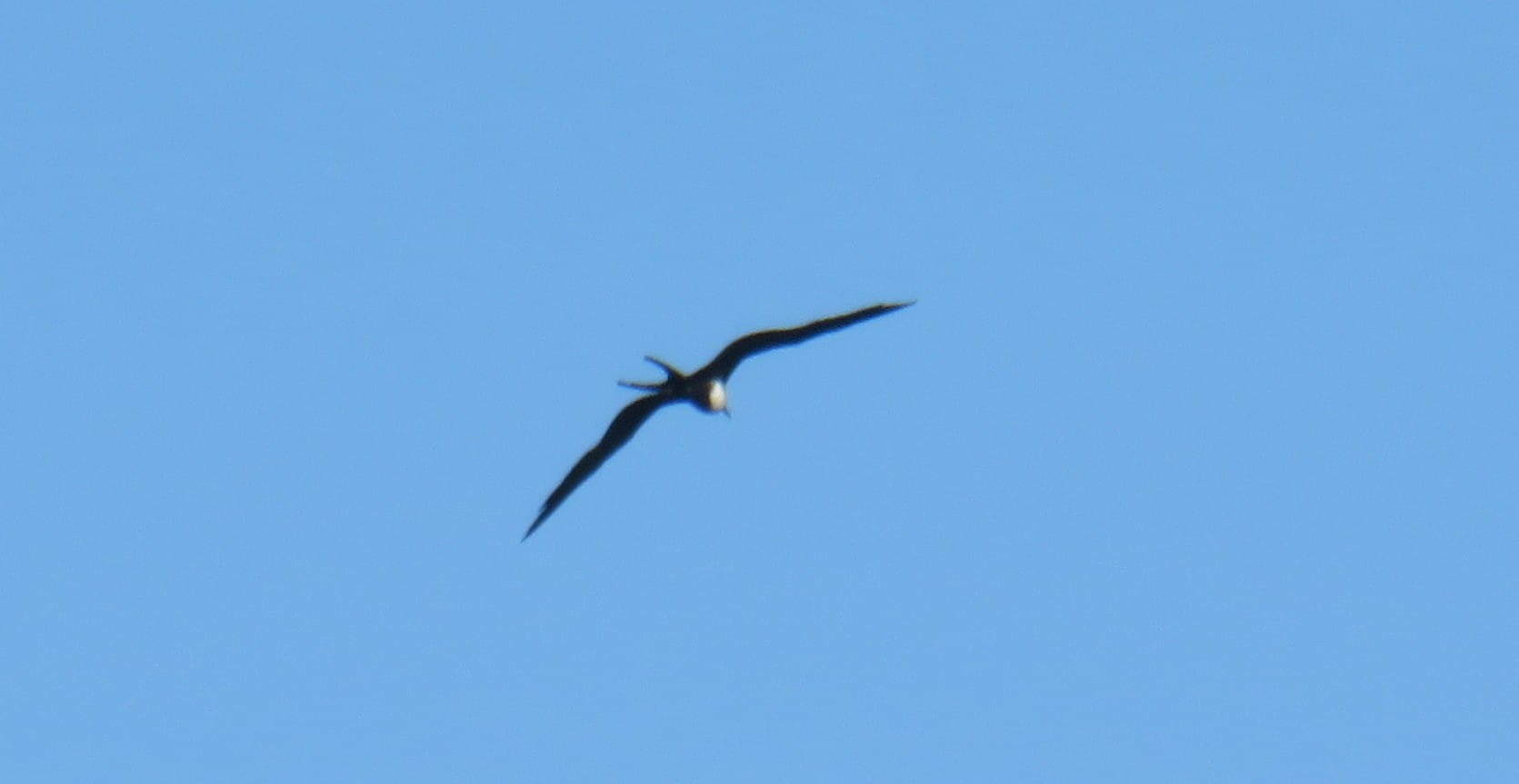 Frigatebird