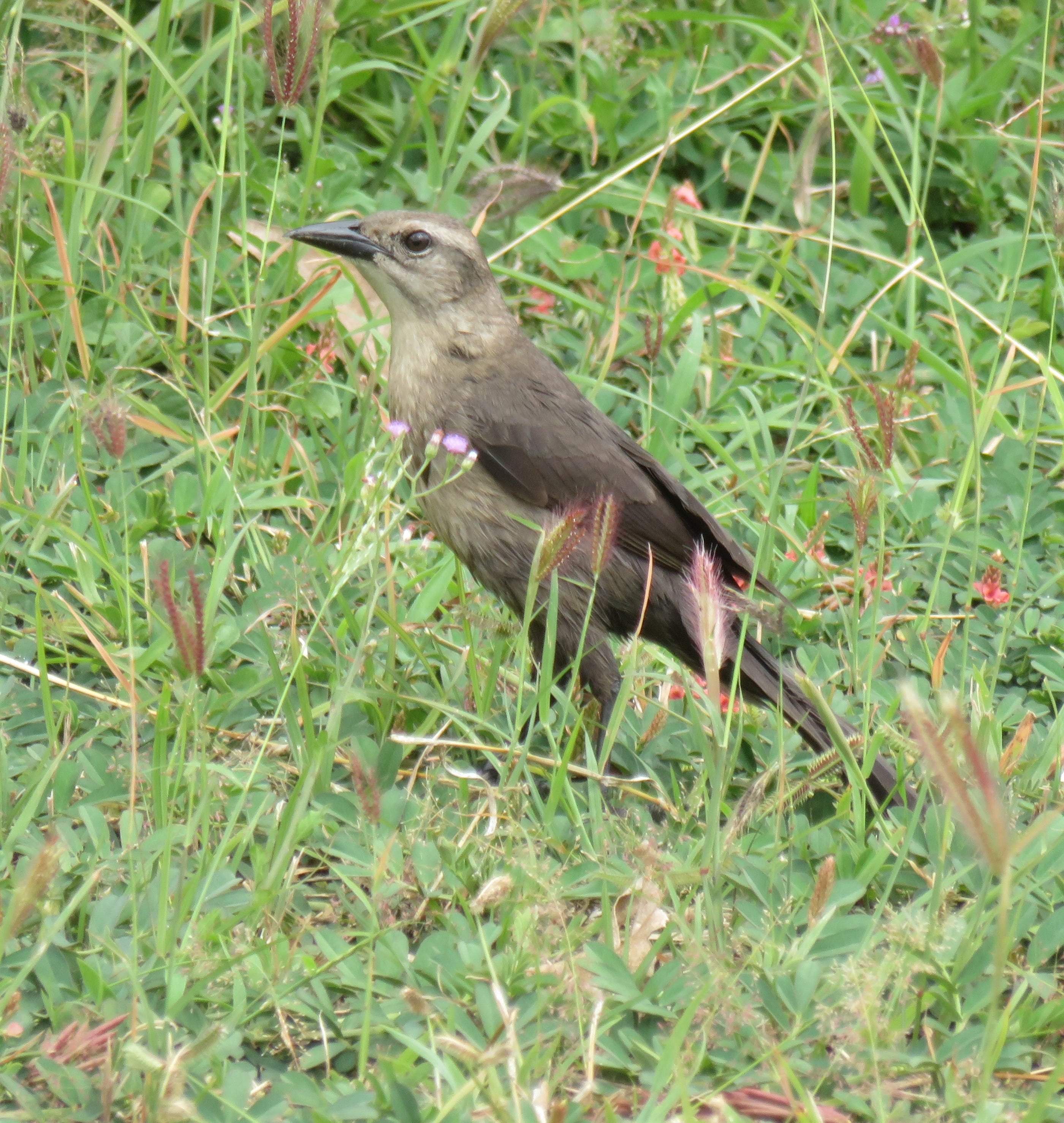 Carib Grackle (female)