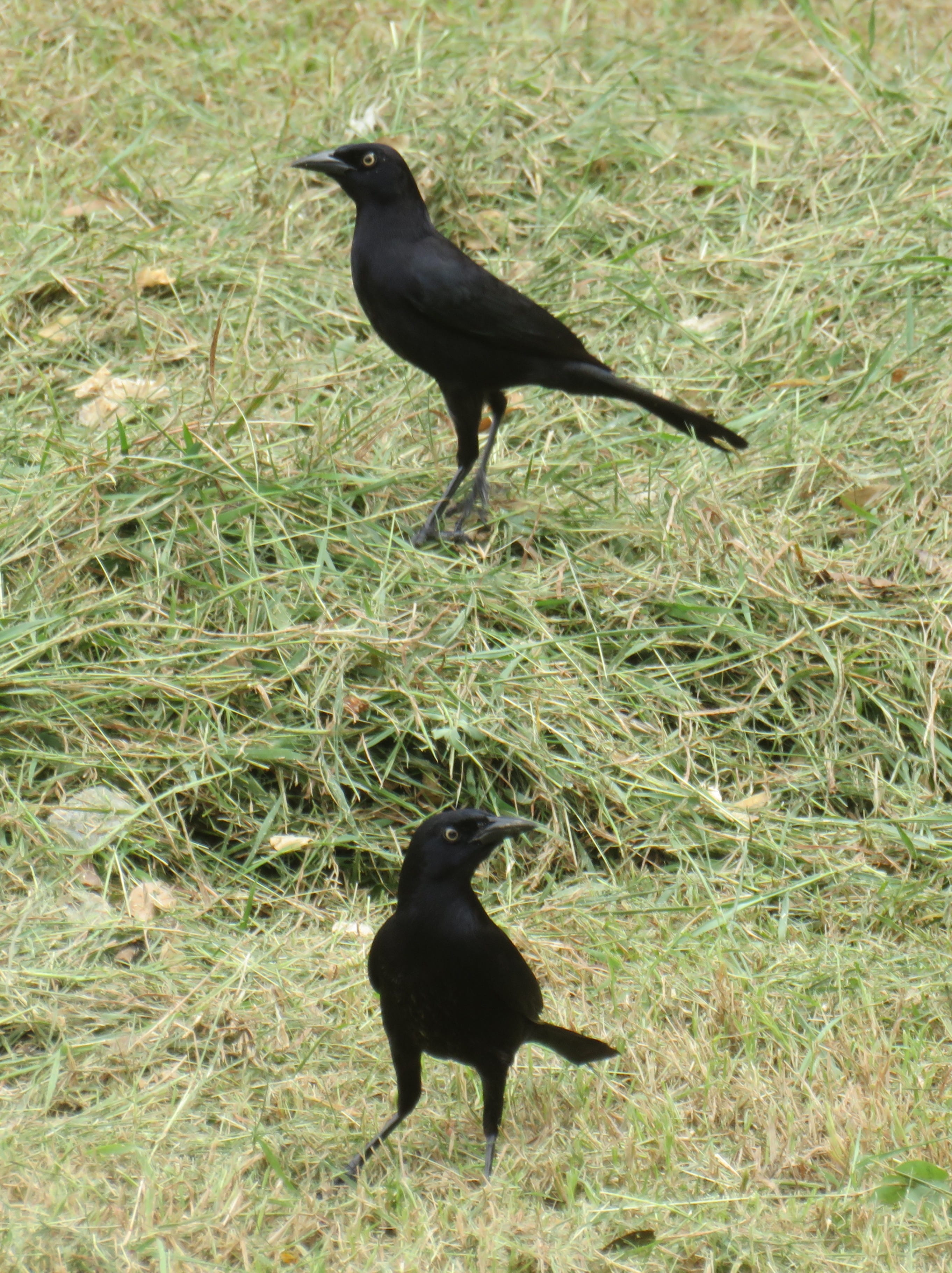 Carib Grackle (male)