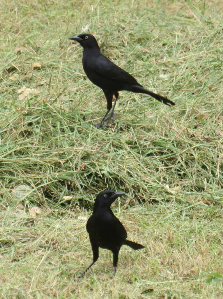 Carib Grackle (male)