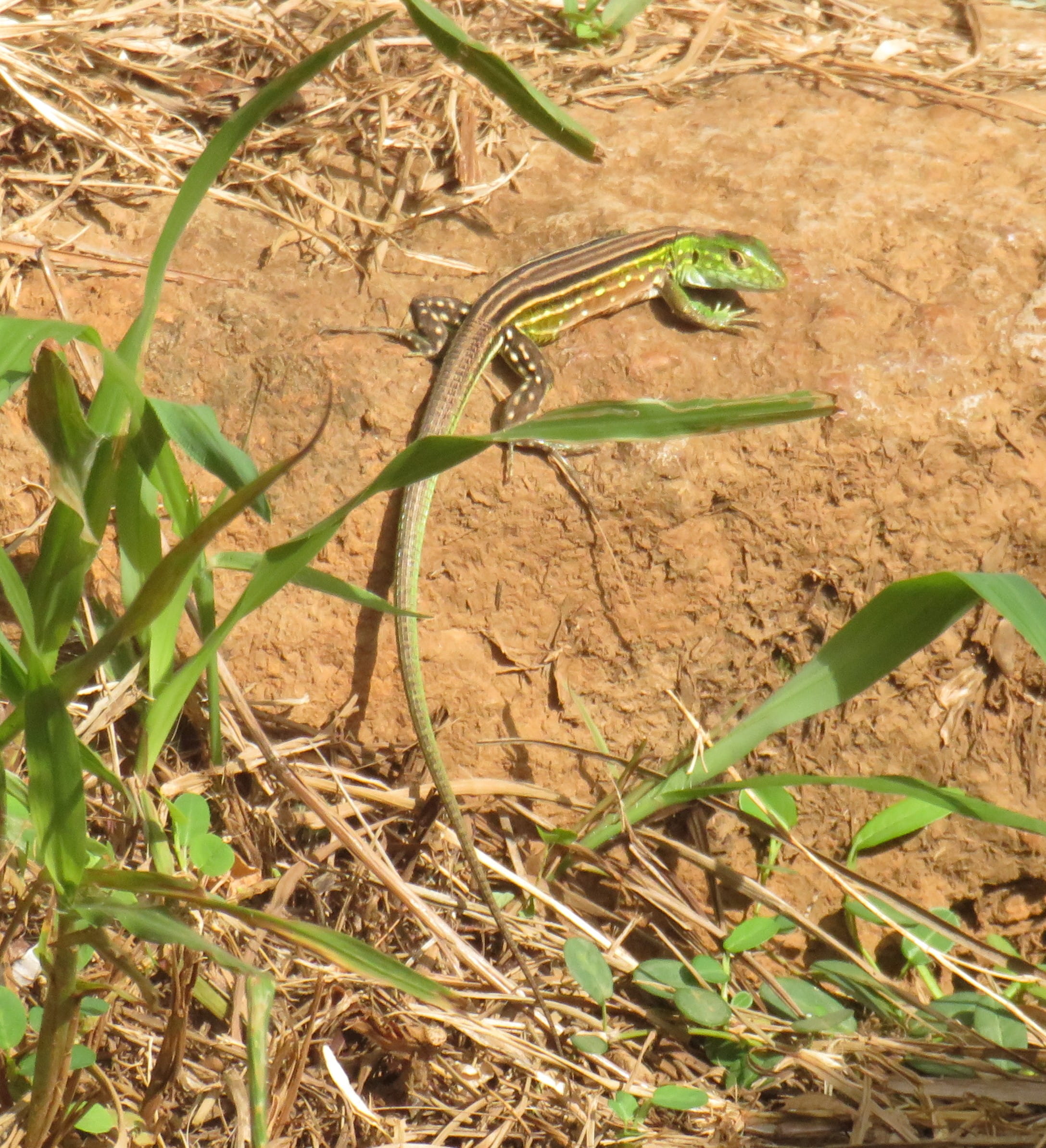 I saw a green lizard.