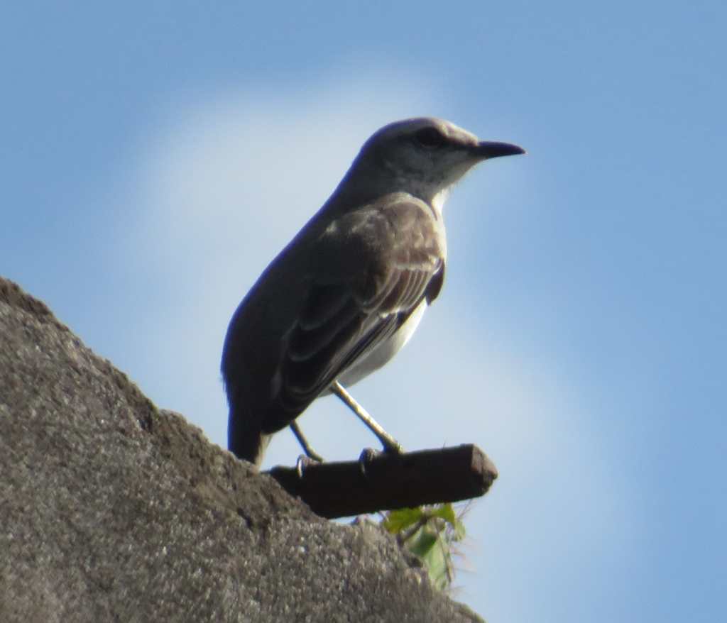 Gray Kingbird