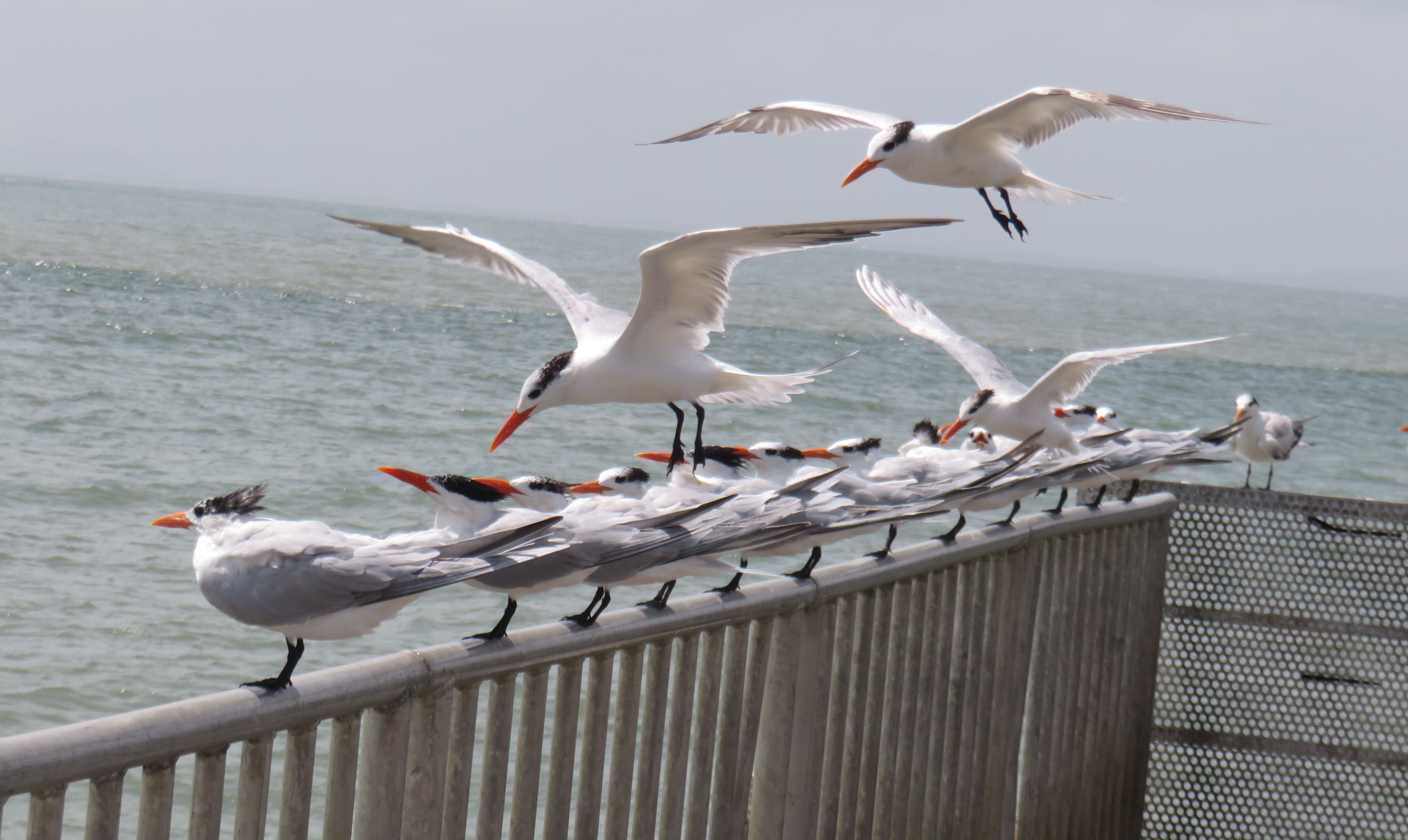 Many Yellow-Billed Terns