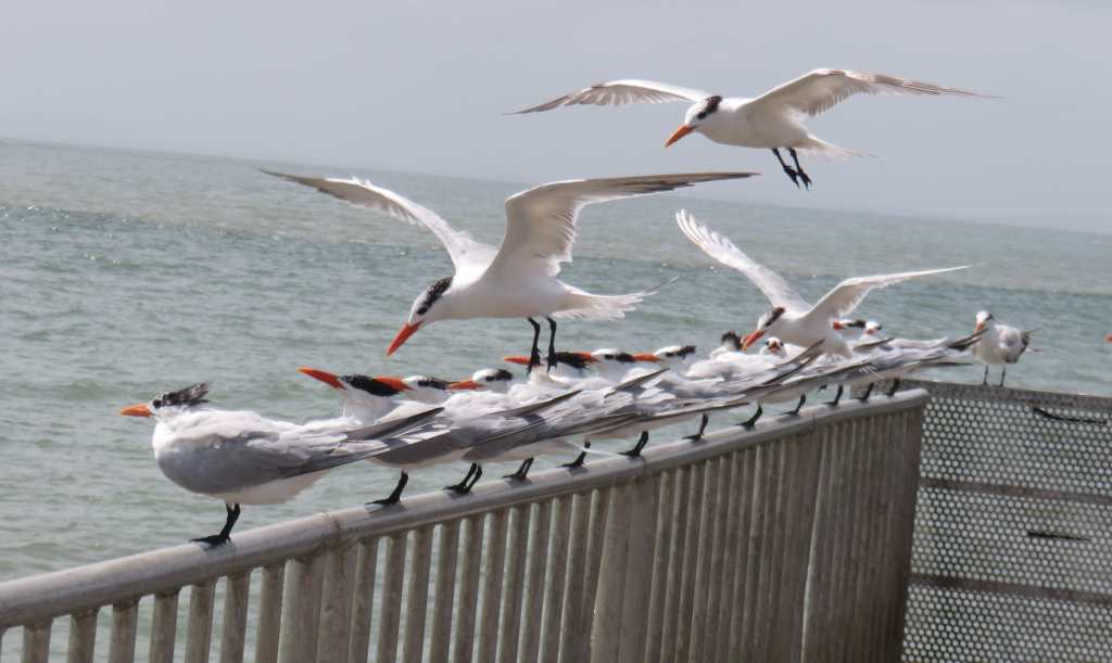 Many Royal Terns